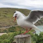 A red-billed gull at Taiaroa Head. PHOTO: CLARE FRASER