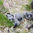 Three chicks found and tagged as part of the Cardrona Karearea Conservation Project have been...