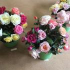 Roses left over from exhibition vases at last  year’s Rose Ranfurly were displayed in buckets....