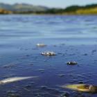 Hundreds of fish including several native species were found dead in the Kaikorai Stream and...