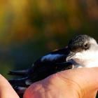 Whenua Hou diving petrel, or kuaka, were once found throughout the country. PHOTO: JINTY MCTAVISH...