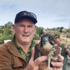 Derek Shaw with a native New Zealand falcon/karearea after it was was inadvertently added to the...