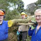 Showing the distinctive orange-coloured wood of invasive pest Darwin’s barberry being cleared...