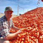 Daniel Lovett with carrots freshly harvested at Lovett Family Farms and destined for a New...