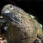 Kea are believed to be the culprits in overturning traps meant to protect them. PHOTO: STEPHEN...