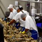 The team at Barnes Oysters are well practised at shucking oysters. PHOTO: LAURA SMITH