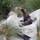 A sea lion and her new pup made St Kilda Beach their home yesterday, prompting a warning to dog...