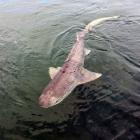 A sevengill shark in Stewart Island waters. PHOTO: SIMONE JARRETT
