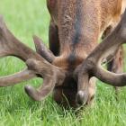 Netherdale Red Deer stud’s 5/2017 was sold for $56,000 at David and Lynley Steven’s recent sale....