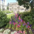 Bright larkspurs with the original bluestone homestead in the background.
