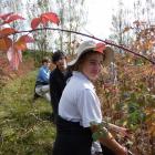 Pruning raspberry bushes in Ettrick yesterday are (from left) Cashmere High School pupil Flora...