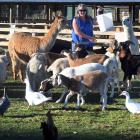 Animal Ark owner Kelly Linnell rewards some of her petting animals after a day with the public....
