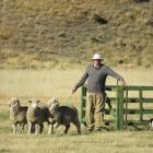 Ross Millar, of Banks Peninsula, competes in the yarding event on day one of the Mayfield Collie...
