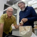Paul Deans and Paul Scofield with the 30 million-year-old piece of turtle. Photo: Geoff Sloan ​