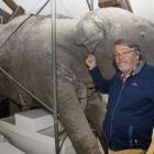 Paul Scofield with the elephant that has been stuck in a Canterbury Museum storage room since the...
