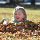 Isabelle Nieuwoudt (2), of Dunedin, plays among the autumn leaves on the Otago Museum Reserve...