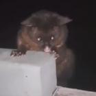 A Kiwi man punched this possum in the face in a 'deplorable animal cruelty act'. Image: TikTok