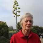 Invercargill resident Raewyn Luscombe could not believe her eyes when her Agave americana plant...