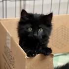 Invercargill foster kitten Bella is just one of the many felines who have been taken in by...