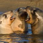 Playful sea lion pups are among the many creatures to be highlighted and celebrated during the...