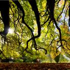 Visitors to the Dunedin Botanic Garden enjoy the mild autumn conditions as they stroll past an...