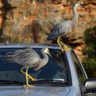Two white-faced herons explore a car parked near the Careys Bay wharf, in Dunedin. Photo: Stephen...