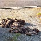 The duck carcasses left on Mr Cross' driveway. Photo: Allan Cross.