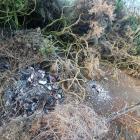 The dead ducks were found near Long Beach. Photos supplied