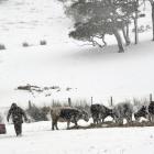 A farmer battles their way back to their vehicle yesterday after feeding cattle beside the Owaka...