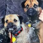 Border terriers Floss (left) and Scruff before they went missing. Photo: Supplied
