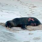 A sea lion bitten by what is believed to have been a great white shark rests on Allans Beach on...