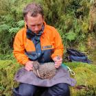 The Department of Conservation’s Troy Watson holds the first chick to reach stoat-safe weight in...