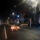 A wild pig was caught on camera roaming the streets of Balclutha this week. PHOTO: CARWYN MACAULAY