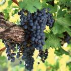 Ripe cabernet sauvignon grapes hanging on the vine.
PHOTO: GETTY IMAGES