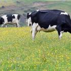 Milk production could fall short of what the market is expecting. Photo: Stephen Jaquiery