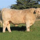Charolais bull Silverstream Perriam P88 fetched the day’s top price at the Silverstream Charolais...
