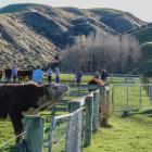 Grassmere Herefords’ bulls go under the hammer at an on-farm bull sale held near Cheviot on June...