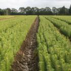 Government policies concerning climate change and land use are helping drive sales from ArborGen...