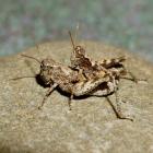  Two Otago lowland grasshoppers mate in the wild. A recent study by Massey University scientists...