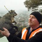 Andy Kinley prepares to release a possum in St Clair after fitting it with a GPS tracking collar....