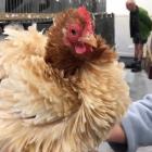 Miss Genevieve, owned by Diana Puru, won the fancy bantam frizzle pullet section.
