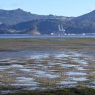 A low tide at Harwood reveals a blanket of marine plant life below Otago Harbour’s surface....