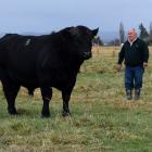 Nethertown Angus owner Lindsay Carruthers inspects a bull that will be up for sale on his farm in...