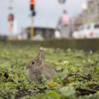 A rabbit brazenly opted for an urban environment in the gardens outside the Dunedin Railway...
