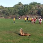 Junior football players from Grants Braes and Dunedin Technical wait patiently for a special...