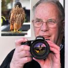 Mosgiel man Barry Gibson photographed a rare New Zealand falcon just outside his house this week. 