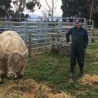 Alistair Holland checks up on a Charolais bull ahead of the Hemingford Charolais on-farm bull...