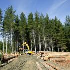 Contractors at work on a Dunedin City Council-owned City Forests plantation near Dunedin. PHOTO:...