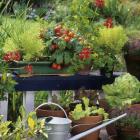 It’s easy to get started growing vegetables, by planting into pots, or creating raised beds....