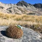 A hedgehog found hibernating in the Mackenzie Basin alpine zone in winter. PHOTOS: UNIVERSITY OF...